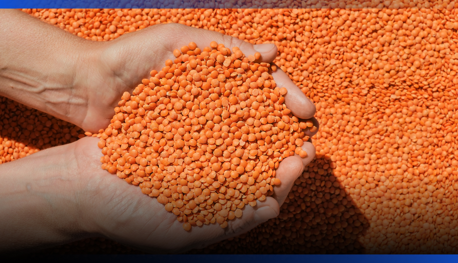 Image for Аграриев стимулируют переходить на маржинальные культуры в Казахстане